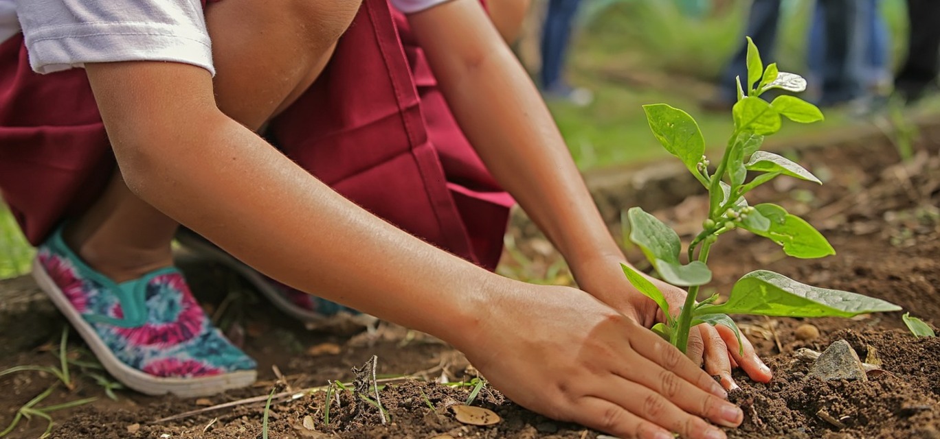 Micro Florestas Urbanas Micro Florestas Urbanas