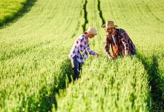 Seguro rural traz maior segurança ao produtor agrícola Seguro rural traz maior segurança ao produtor agrícola
